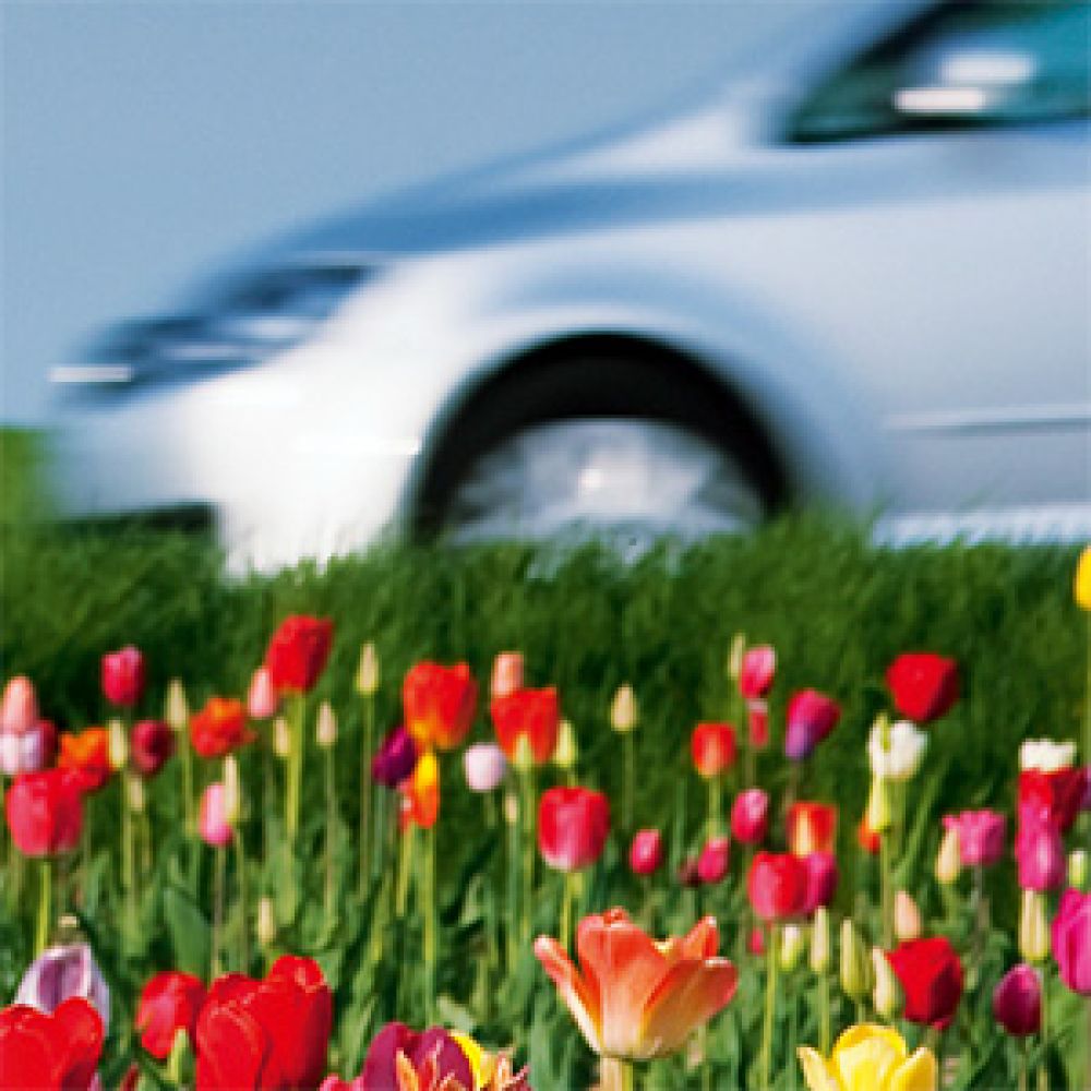 Ein KFZ fährt an einer Frühlingswiese mit Tulpen vorbei.